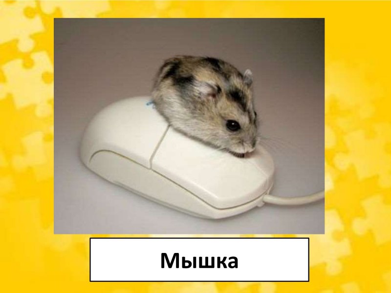 Мышь и компьютерная мышь
