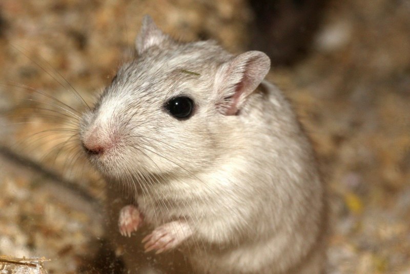 Cricetulus longicaudatus