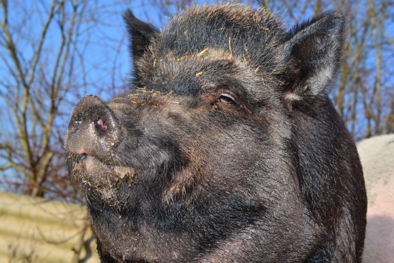 Кабан (sus scrofa)