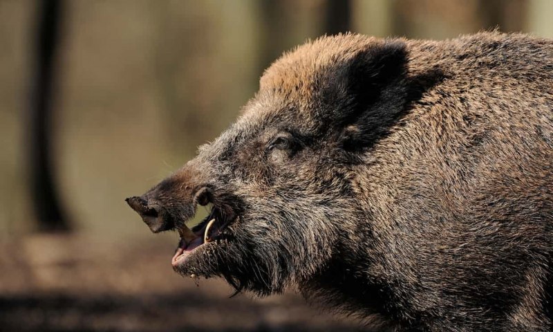Европейский дикий кабан sus scrofa Ferus