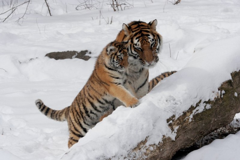 Амурский тигр Panthera Tigris altaica