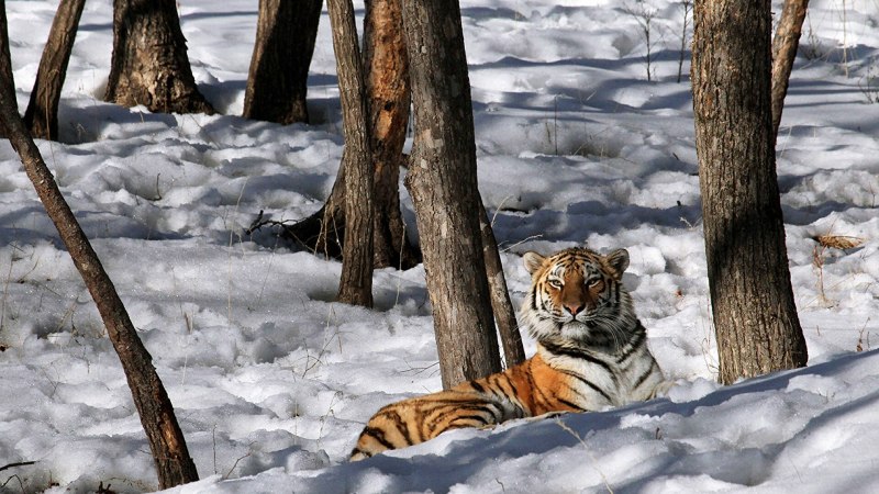 Амурский тигр WWF