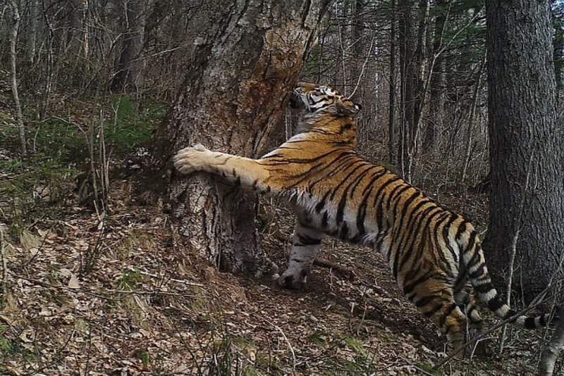Уссурийский заповедник Амурский тигр
