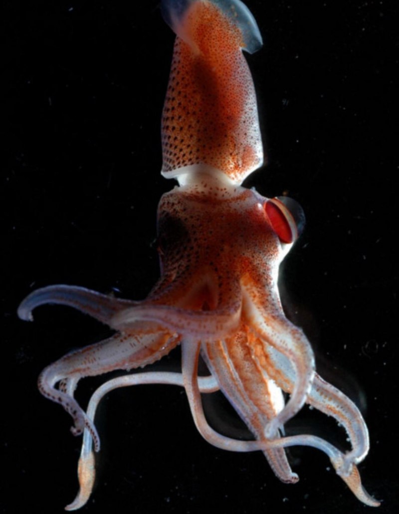 Тихоокеанский кальмар (todarodes pacificus)