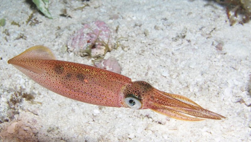 Кальмар в море