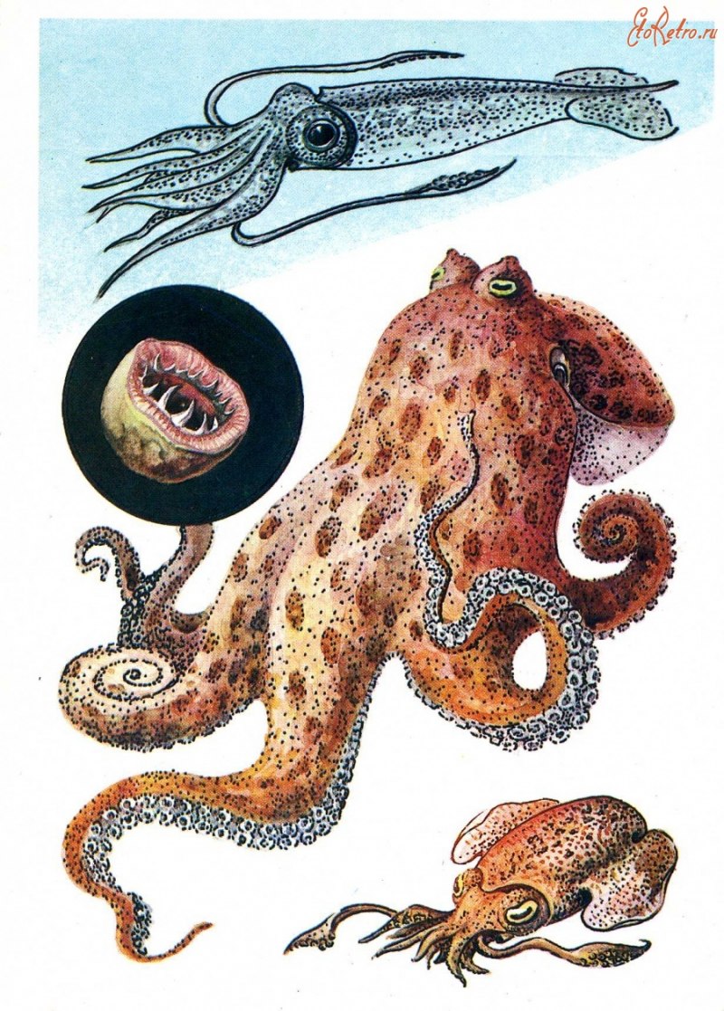 Кальмары (Teuthida