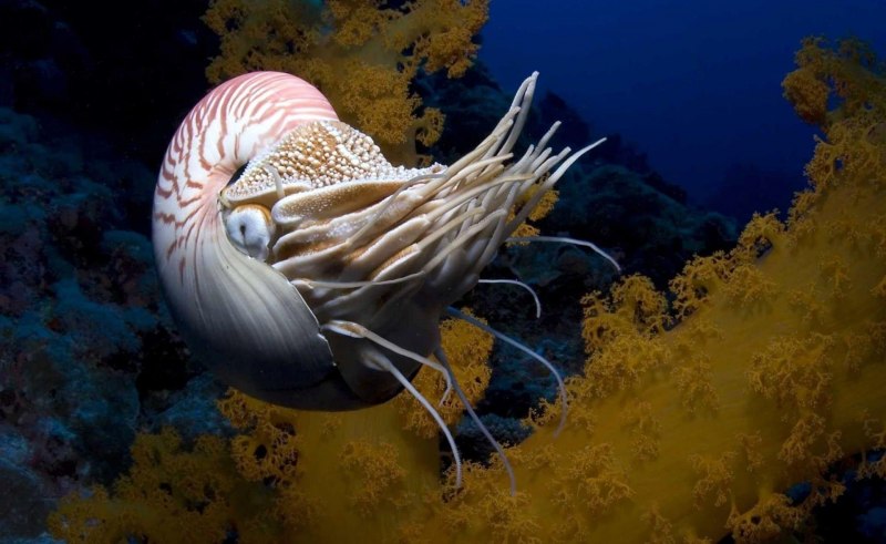 Кальмар в море