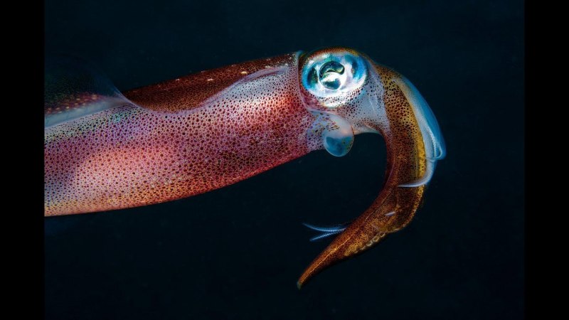 Кальмар Squid