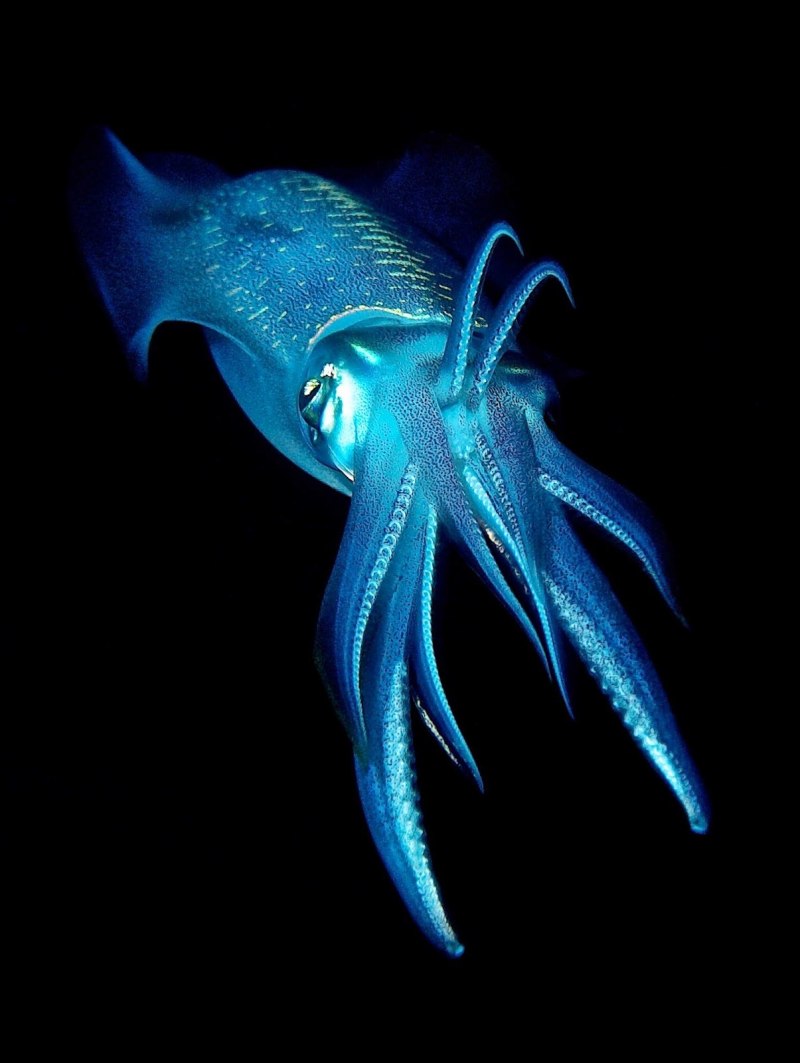 Кальмар Lolliguncula Brevis