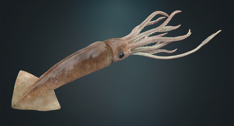Кальмар Lolliguncula Brevis