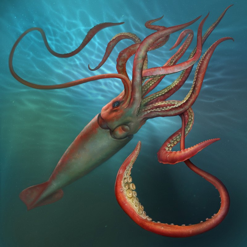 Sepioteuthis lessoniana