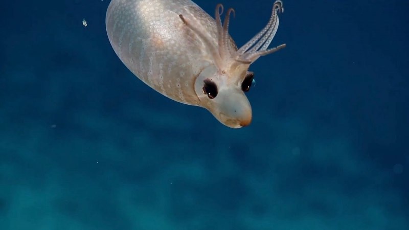 Histioteuthis heteropsis