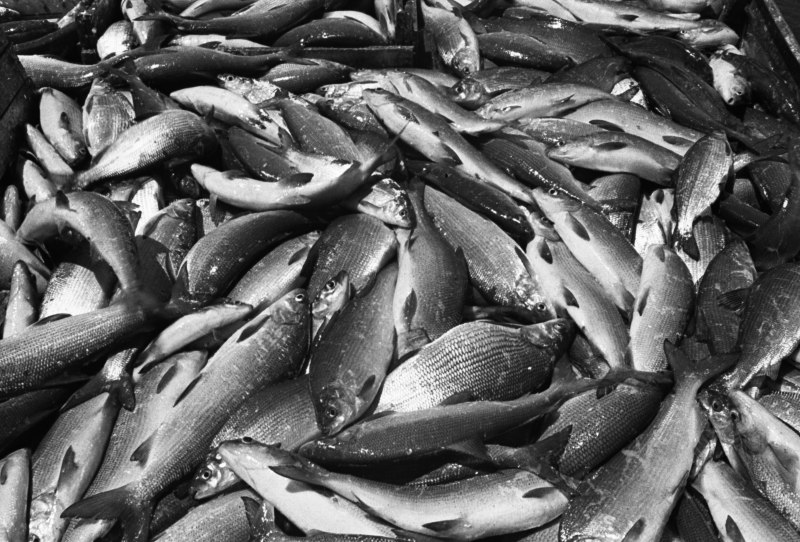 Largemouth Bass Micropterus salmoides
