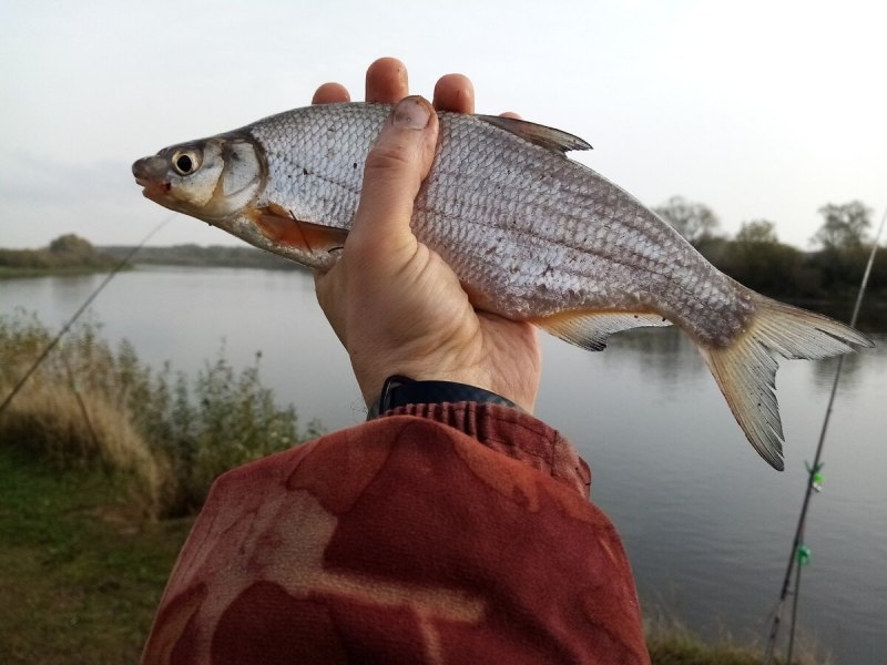 Сырть рыбец