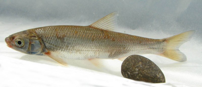 Сардины морепродукты
