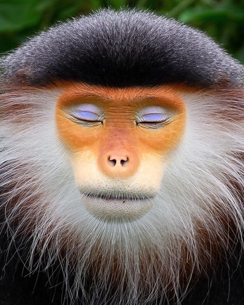 Rhinopithecus bieti