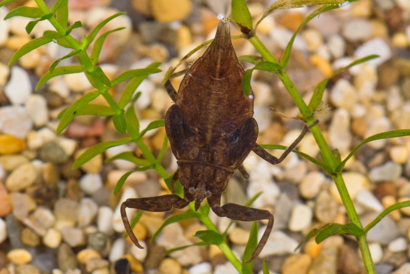 21) Водяной Скорпион NEPA cinerea