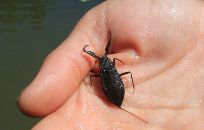 Водяной Скорпион NEPA cinerea