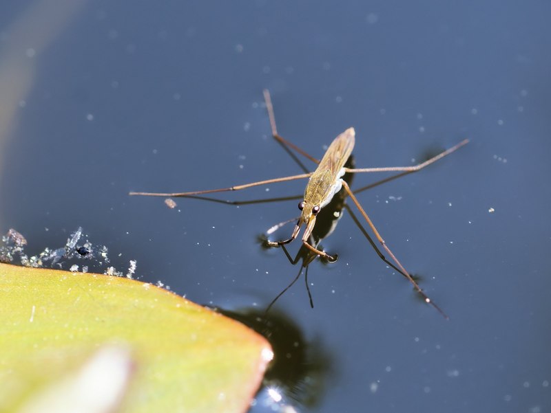 Водяной Скорпион NEPA cinerea
