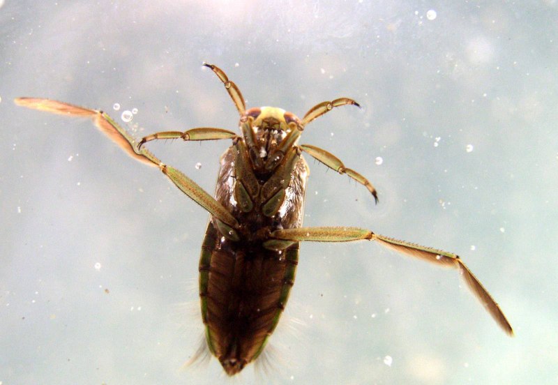 NEPA cinerea рисунок