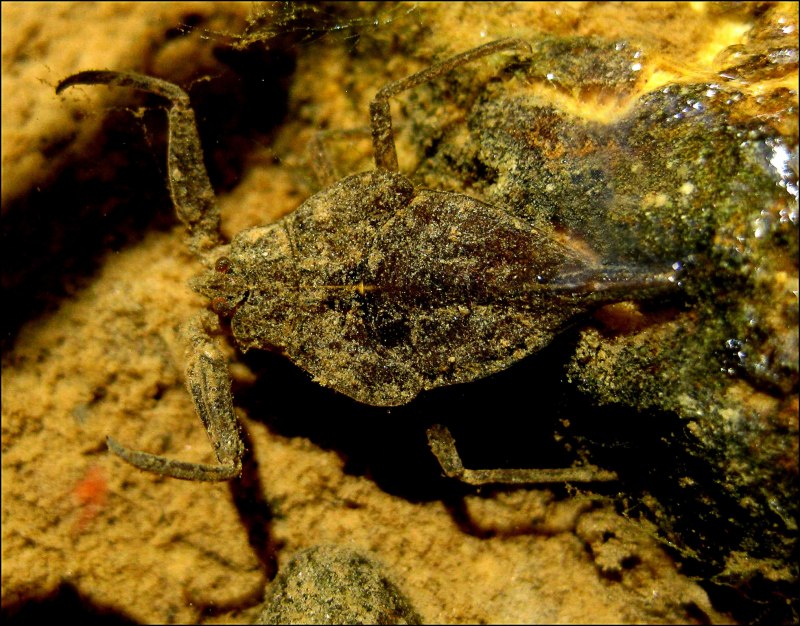 Водяной Скорпион NEPA cinerea