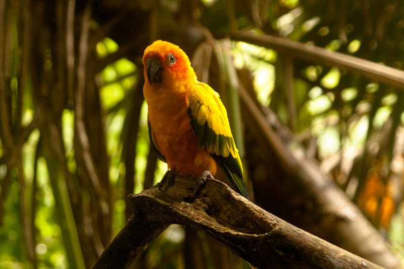 Aratinga chloroptera)