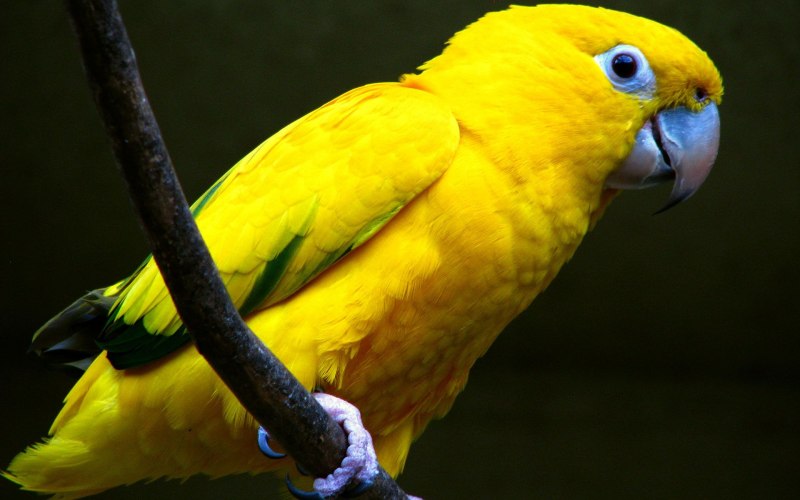 Psittacara leucophthalmus
