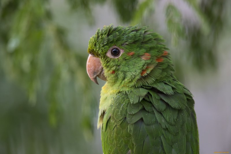 Белоглазая аратинга (Aratinga leucophthalmus)