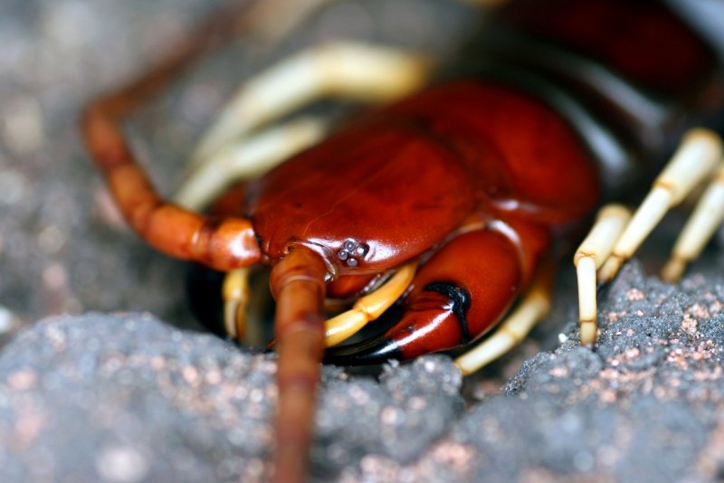 Scolopendra japonica
