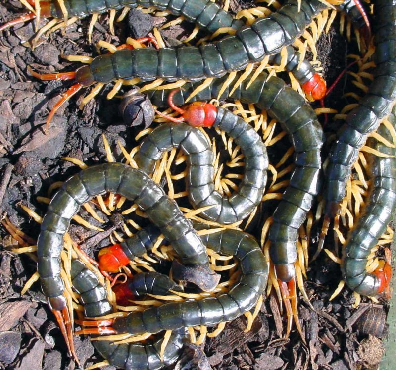 Сколопендра subspinipes