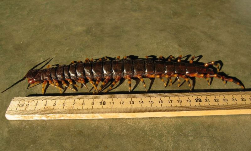 Amazonian giant Centipede