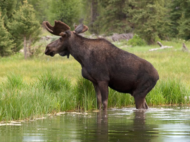 Alces americanus