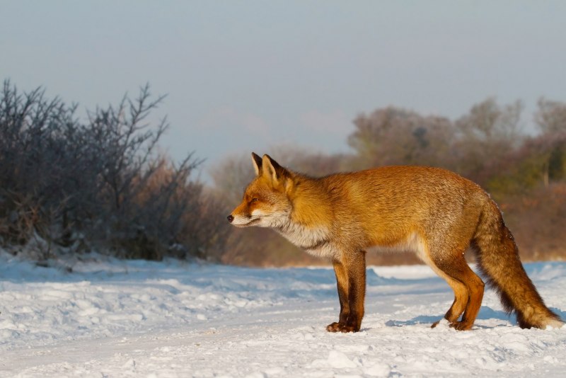 Фолклендская лисица