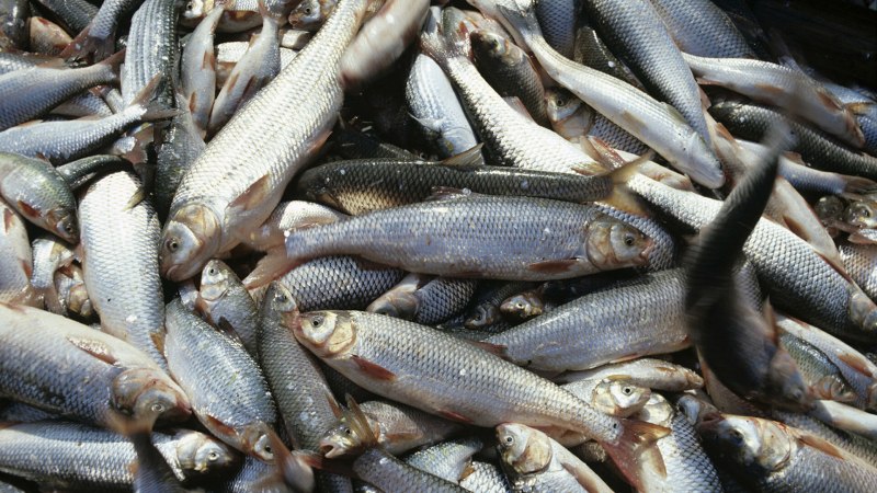 Рыба Каспийского моря кутум