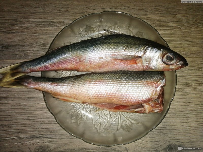 Озерная форель (Радужная, кумжа)