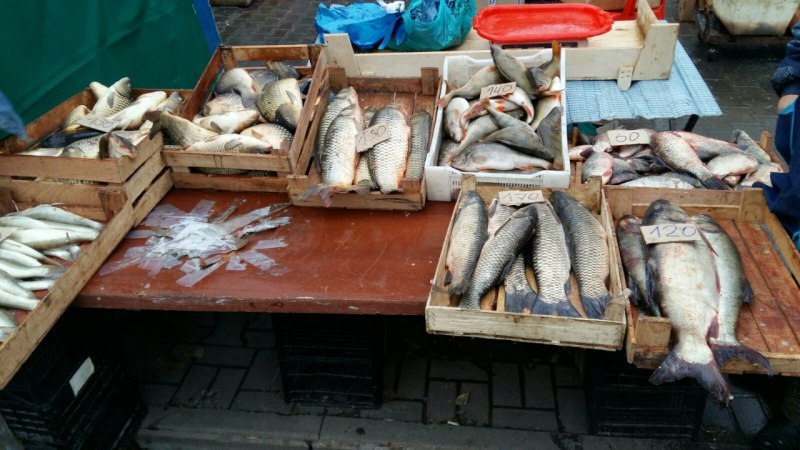 Волжская селедка Черноспинка