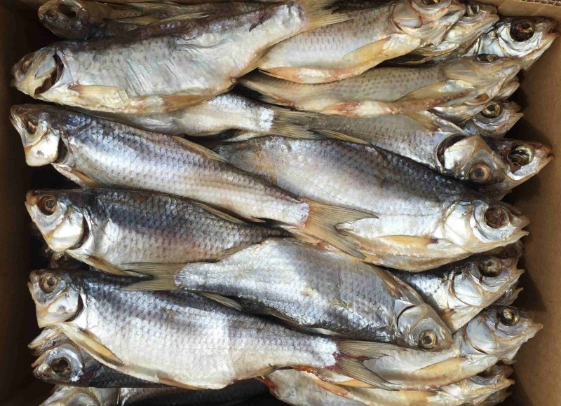 Рыбец кутум