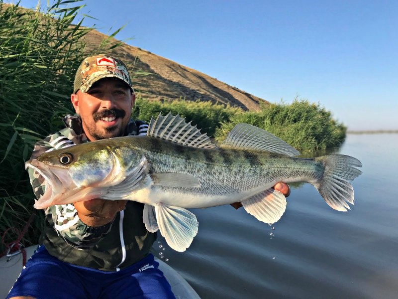 Судак Zander Fish