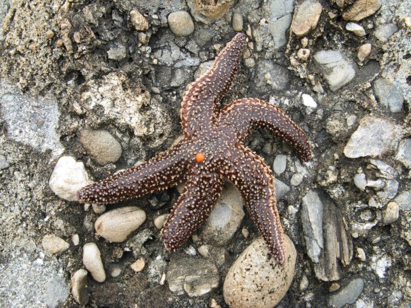 Николаевск на Амуре морской торговый порт