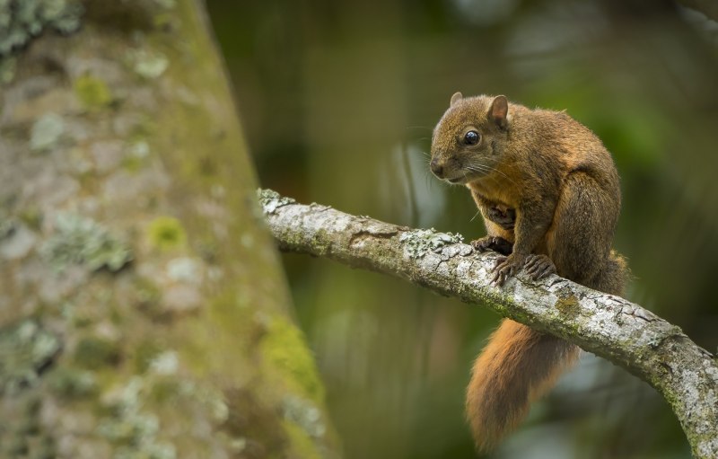 Sciurus Granatensis