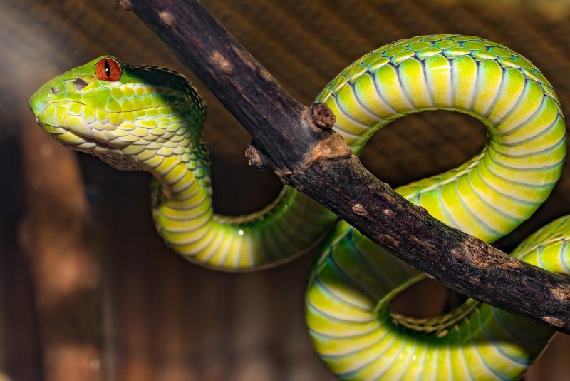 Gonyosoma boulengeri
