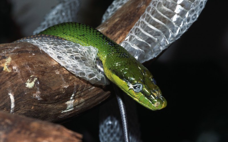 Лучистая змея Xenopeltis Unicolor