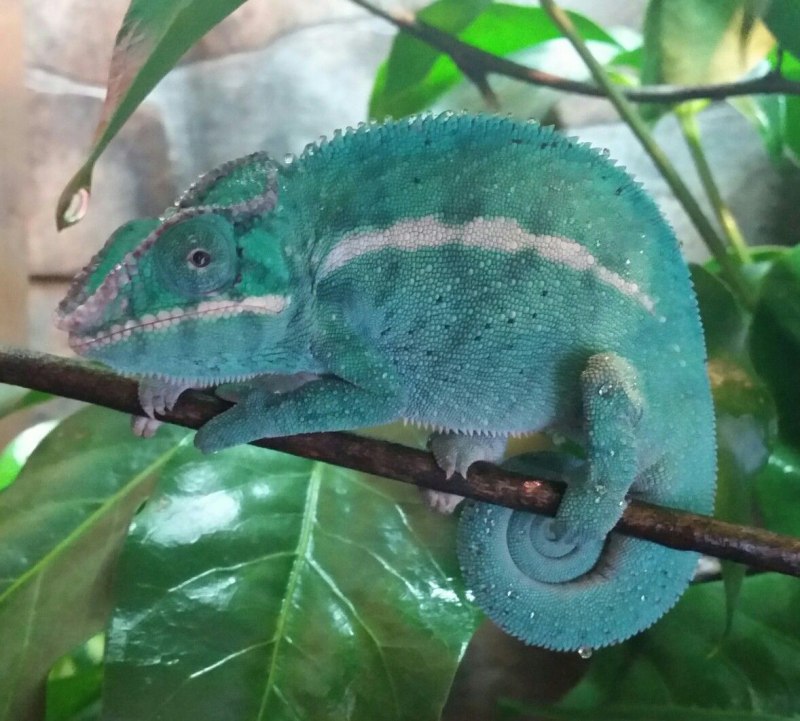 Зеленая мамба, рептилия, Elapidae