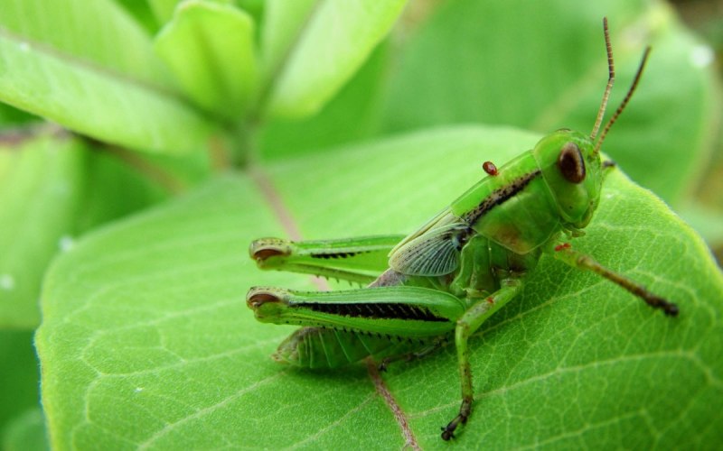 Calliptamus italicus