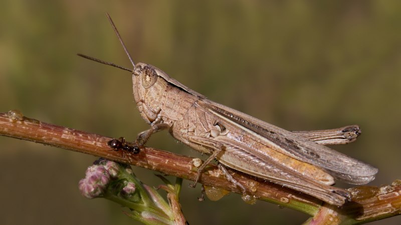 Кузнечик певчий (Tettigonia cantans