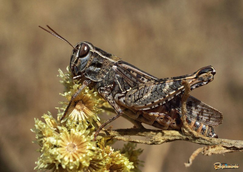 Decticus verrucivorus