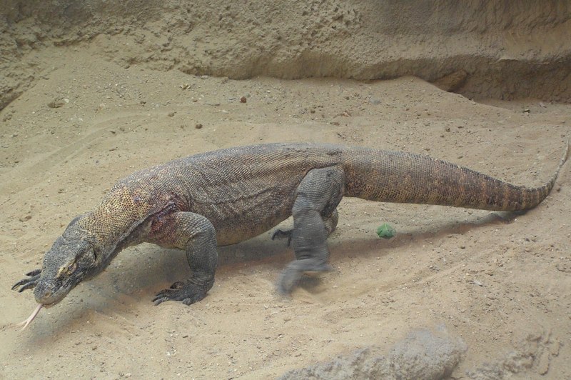 Калимантанский Варан