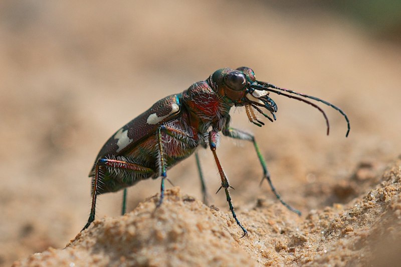 Скакун-межняк (Cicindela hybrida)