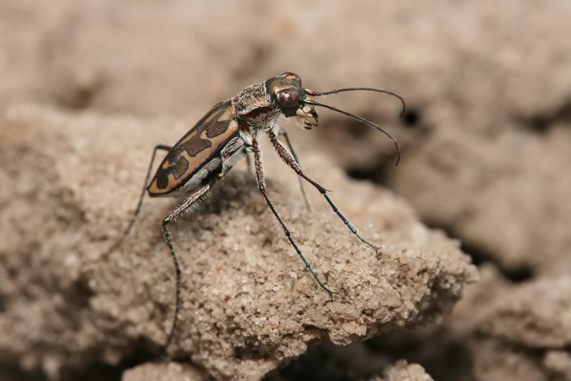Pachybrachis Tridens