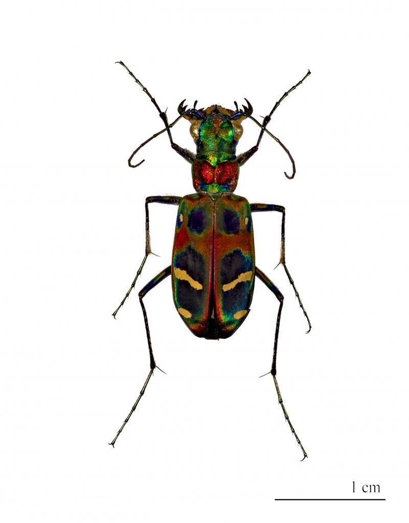 Cicindela altaica